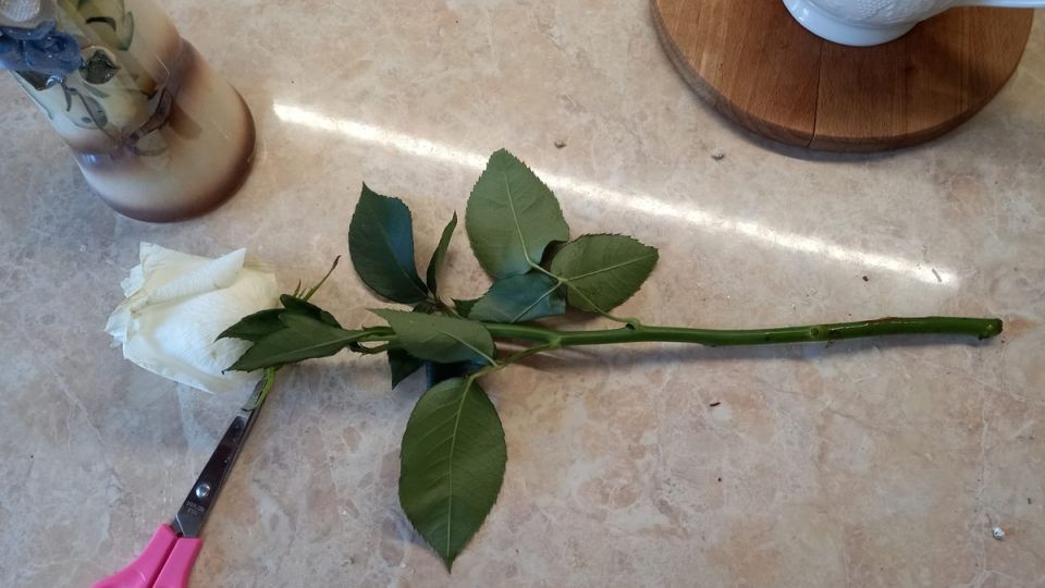 Домашние корнеобразователи: экономия и результат