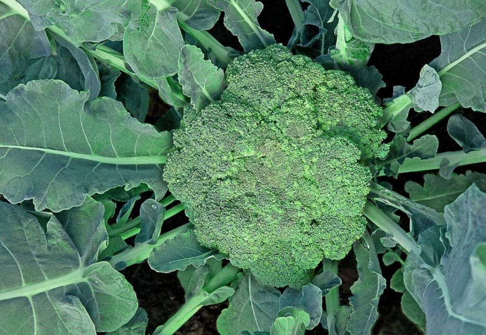 Как вырастить брокколи: секреты успешного огородничества