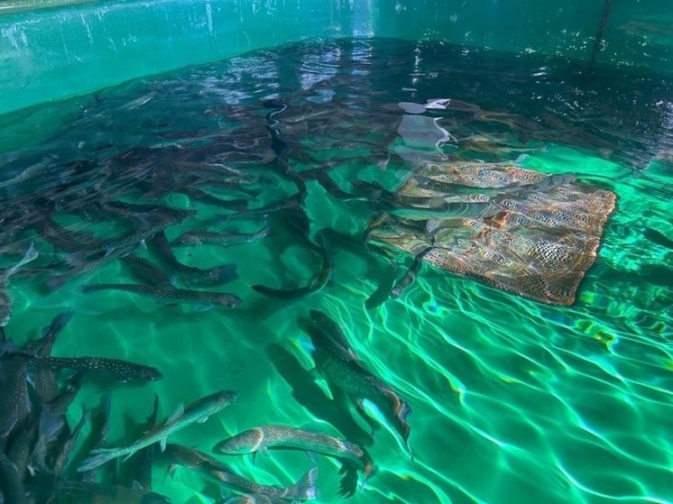 Сибирские ученые выводят в аквакультуре путоранского гольца