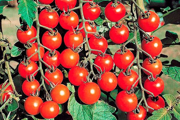 Томаты черри: маленькие сладости, которые завоевали огороды
