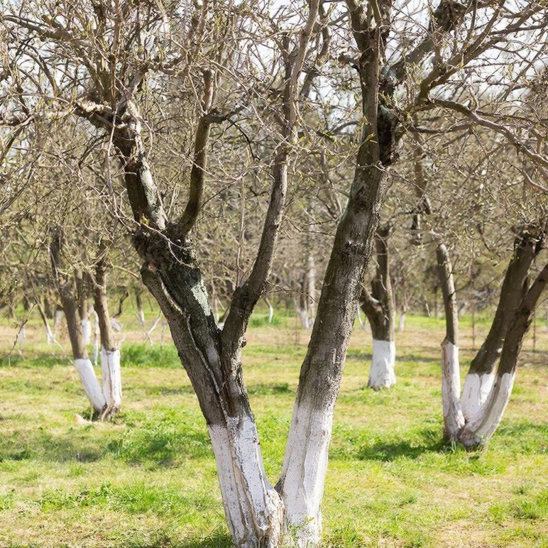 Осенняя побелка деревьев: секреты сохранения здоровья сада в зимний период