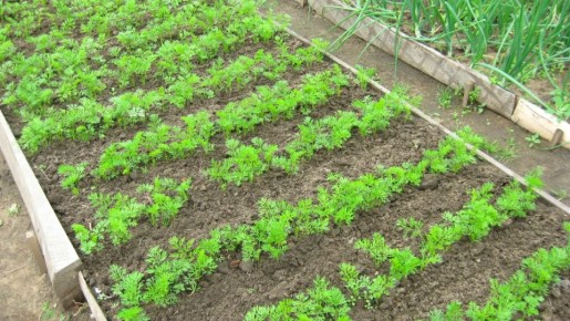 ��� �������� ��������� �������: ������� ��������� ������