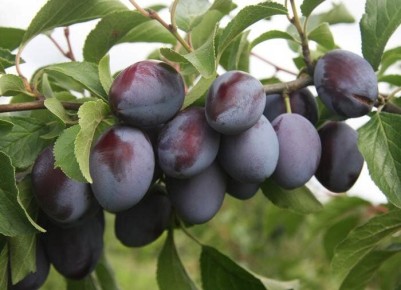 ��� ��������� ������� � ��������� �����: �������� ������ ��� ���������