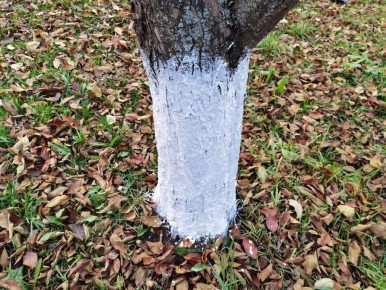 Осенняя побелка деревьев: советы, сроки и секреты успеха