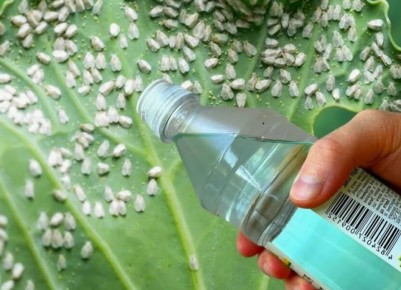 ��� �� ��������� ������ �� ����������� �������� �� ���