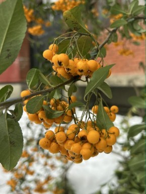 26 января в Адыгее пасмурно, местами дождь