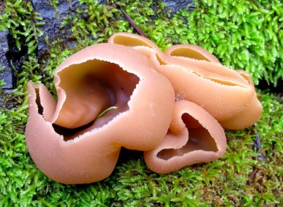 ������ �������