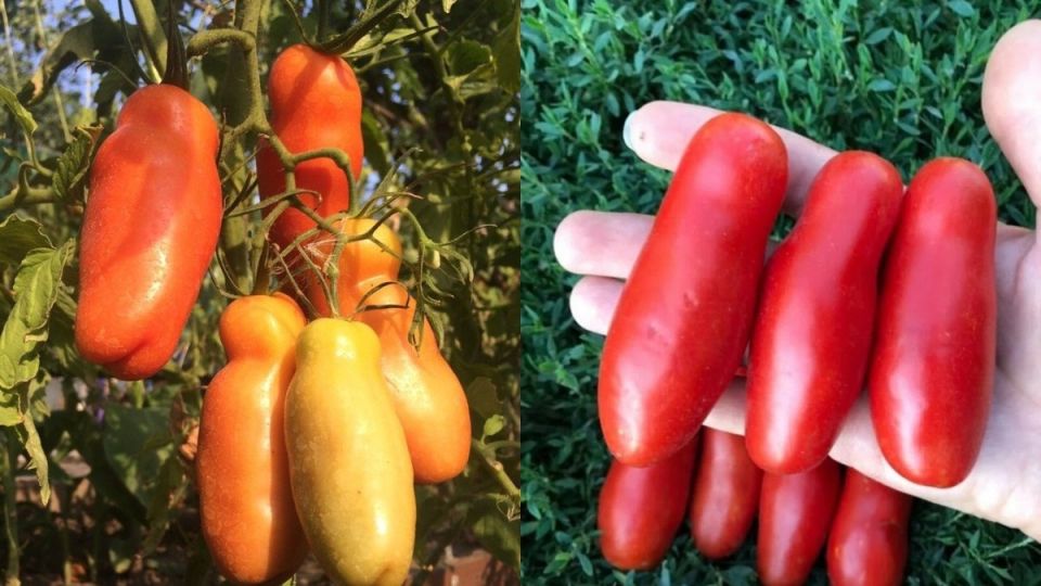 ����������� �������� ����������, ���� ������� ��������