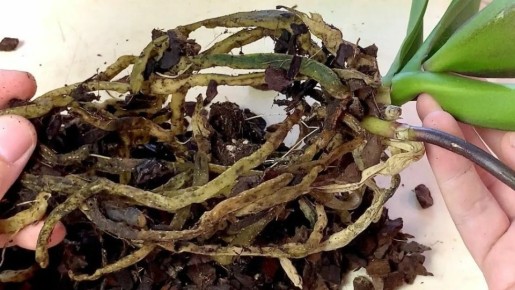 ��� ������ ������� ����� �������: ������� �������� ����������� � ����� �� �������