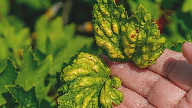 ��� �������� ���������� � �������� ���: ���������� ����� �������������� ��������