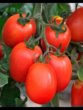 Томат Богач: комфортный урожай для засолки и заготовок