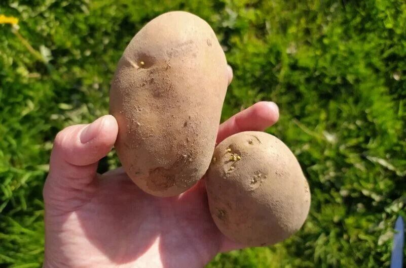 ��� ����������� ��������� � �������� ������� � ������ � ����� ������� ������ ���������