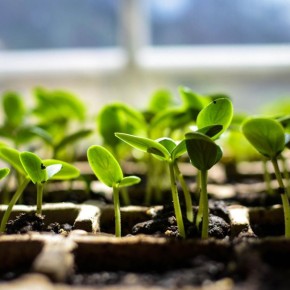 Как выбрать идеальные семена огурцов для вашего огорода