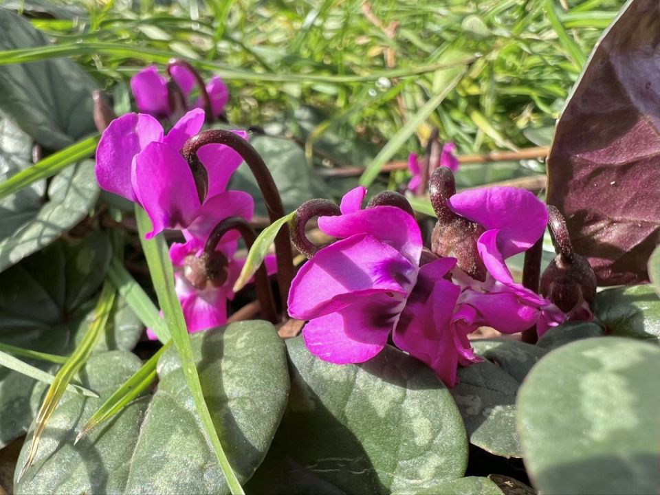 ����������� �������� �����