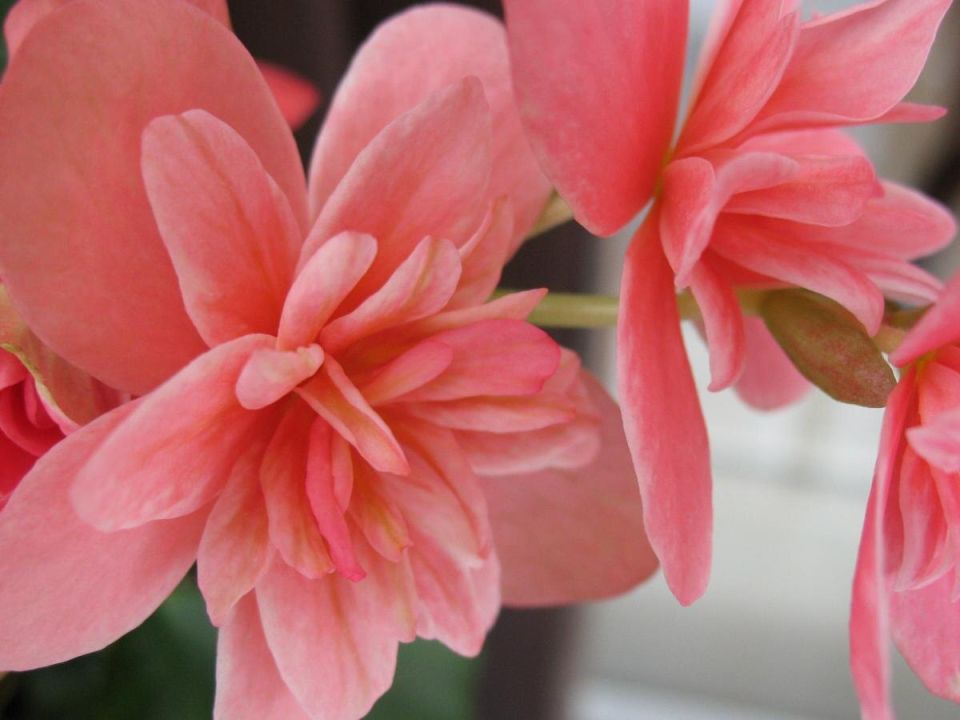 ��� ��������� �� ������� ����������: ����������� ������, ������ � �������