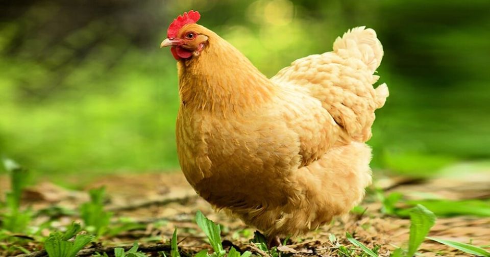 Зеленая магия: как куриный, конский и коровий навоз преобразуют ваш огород