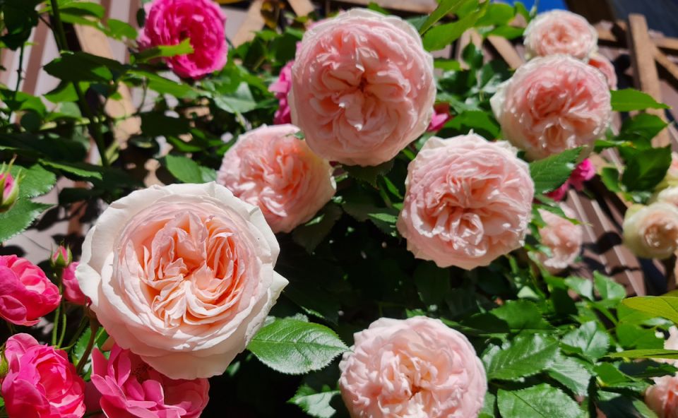 Гиганты среди саженцев роз: что ожидать весной