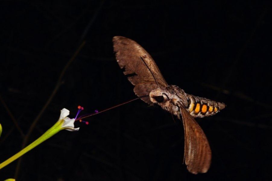 ������ ��������� ��������: ������ ��������� ������ �����