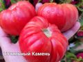 Томат Точильный камень: как вырастить гигантов на своем участке