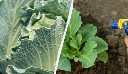 Как эффективно бороться с белокрылкой на капусте: народные методы, которые помогут вам