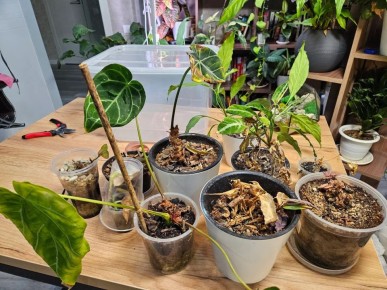 Эксперименты по спасению редких растений: Как продлить жизнь растениям, которые уже на грани