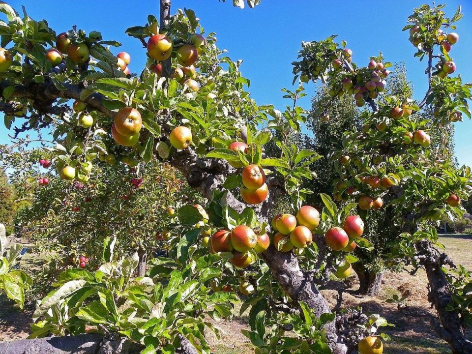 ��� ��������� ������ ������� �� ����: �������� ������ ���������