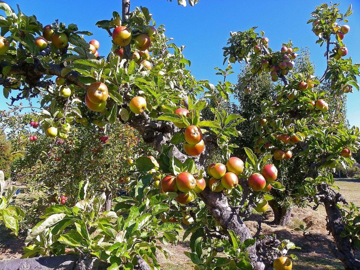 Как сохранить яблоки свежими до зимы: полезные советы агрономов