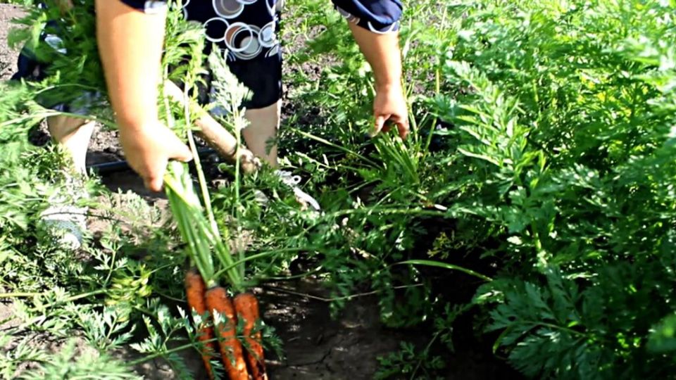 Как сохранить здоровье во время работы в огороде