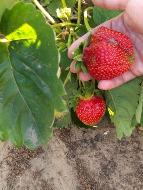 Клубника Зефир: идеальный выбор для дачников