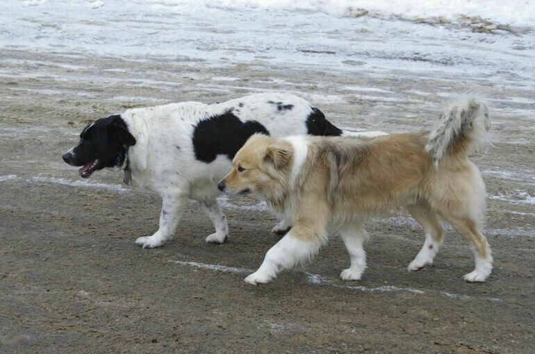 ������� ����� �������� ������������ �� �������� �� ����������� ��������