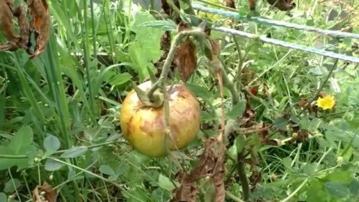 ������� ��������� �������: ��� �������� ������ �� ���������