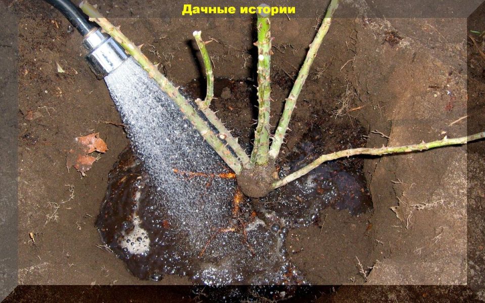 Осенняя пересадка роз: что нужно знать для успешной посадки