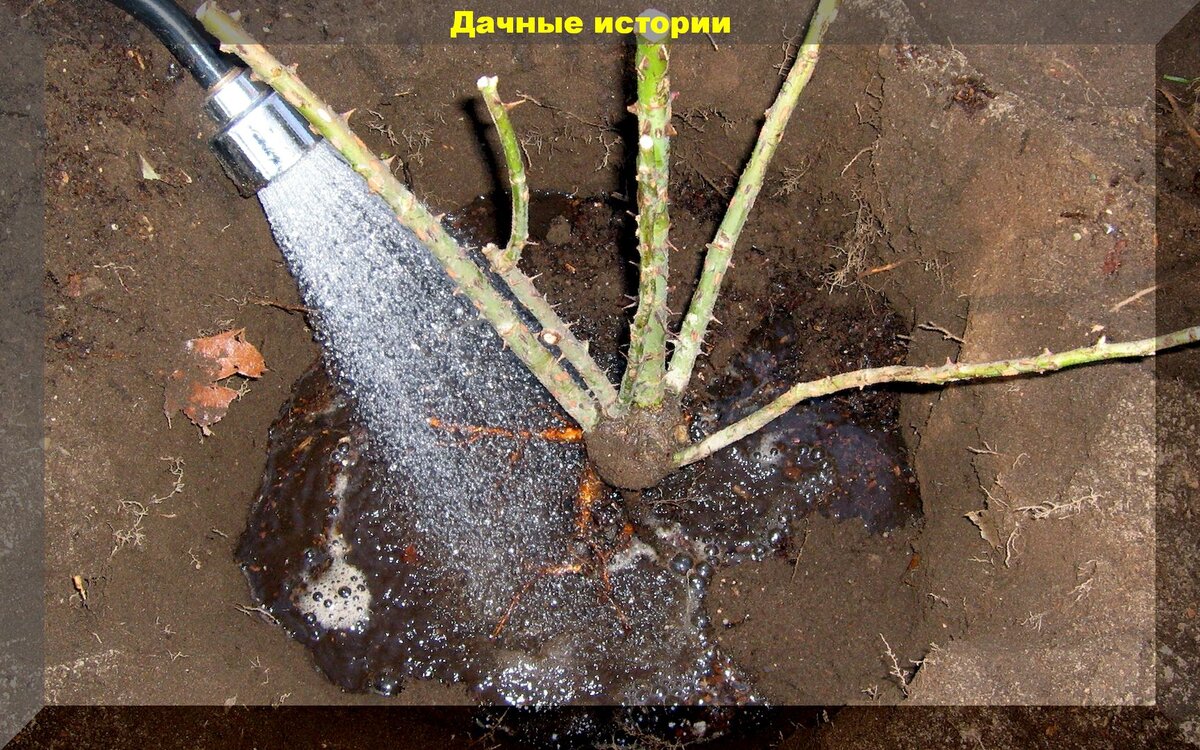 Осенняя пересадка роз: что нужно знать для успешной посадки