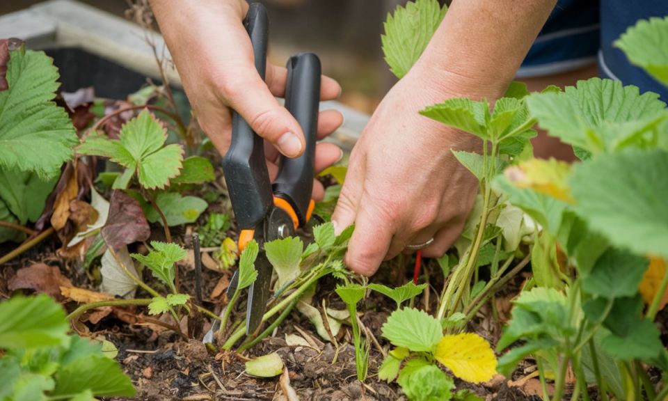 ��� ������ �������� � �������: ������ ��� ������� ������