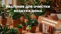 Зеленый щит для вашего дома: как растения очищают воздух