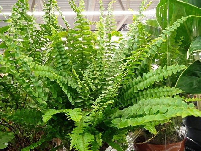 ��� ����� ����� � ������������� ����������� �����������?