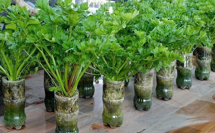 ��� ��������� ��������� ������� ���: �������� � ������������ ���������