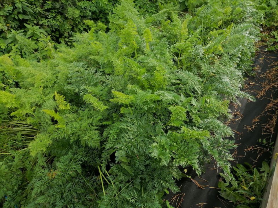 ��� ��������� ������� ��� �����������: ���� � ������