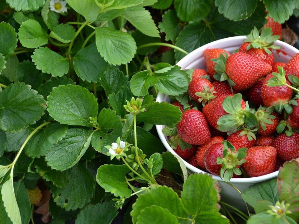 ��������� ������ ��� ��������: ��� ��������� ������ � �������� ��������