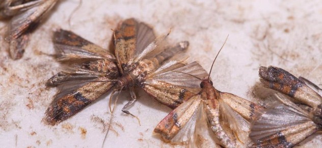 ���� � ��������: ��� ������ ������� ����� ���������