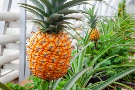 ��� ��������� ������ � �������� ��������: ������� ��������� ������