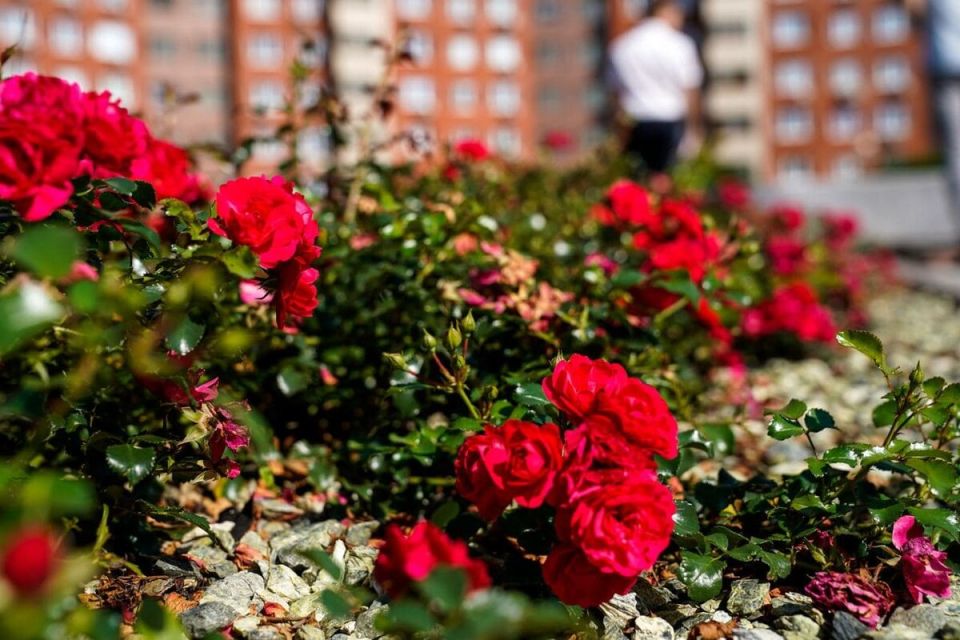 ��� ��������� ����������� ���� � ����: ������ � ������������