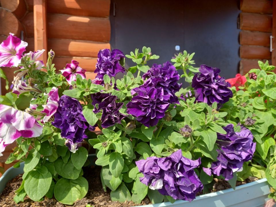 ��� �������� �������� ������� �����: ������ � ������������ �����