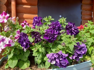 ��� �������� �������� ������� �����: ������ � ������������ �����