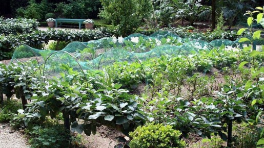 ��� ���������� ������������ �����: ������� ���������