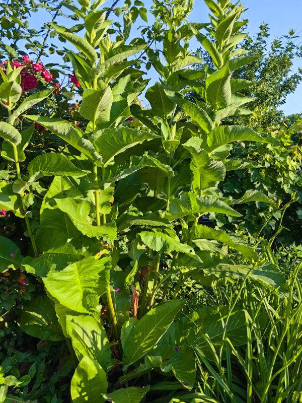 ����� ������ ������ �������: �������������� �������� ��� ����������� ���������