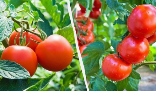 ���� ������ ������� ������� ��� ������ ������� � 2026 ����