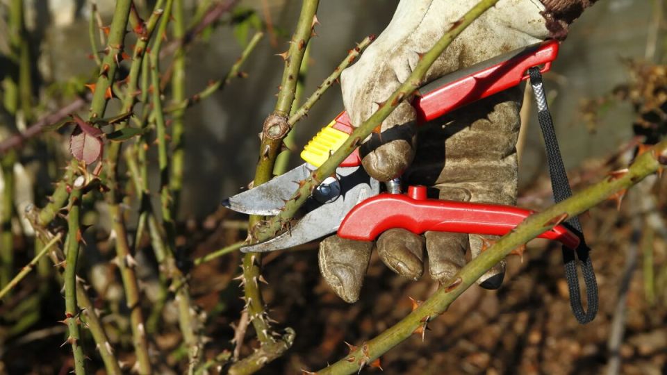 ��� ��������� �������� ���� ������