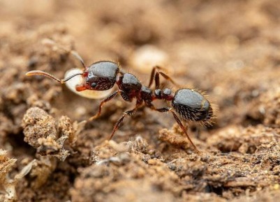 ��� ���������� �� �������� �� ����: ������� � ����������� ������