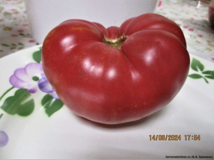 ����� ����������: ��������� ����, ������� �� �������� ��������